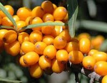 Allergivenlig hudpleje - Vølves ansigtsolie med havtorn og hybenskal