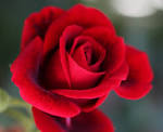 Rosen er både smuk og helsebringende.
